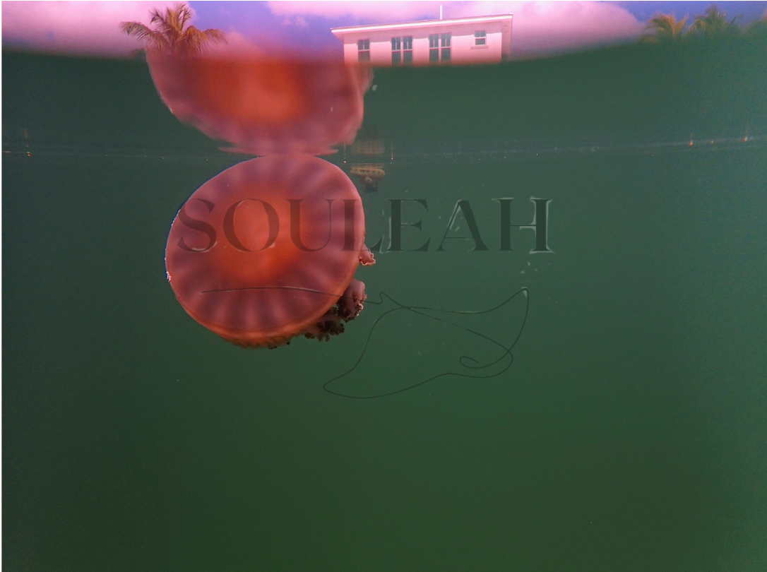 Jellyfish Horizon