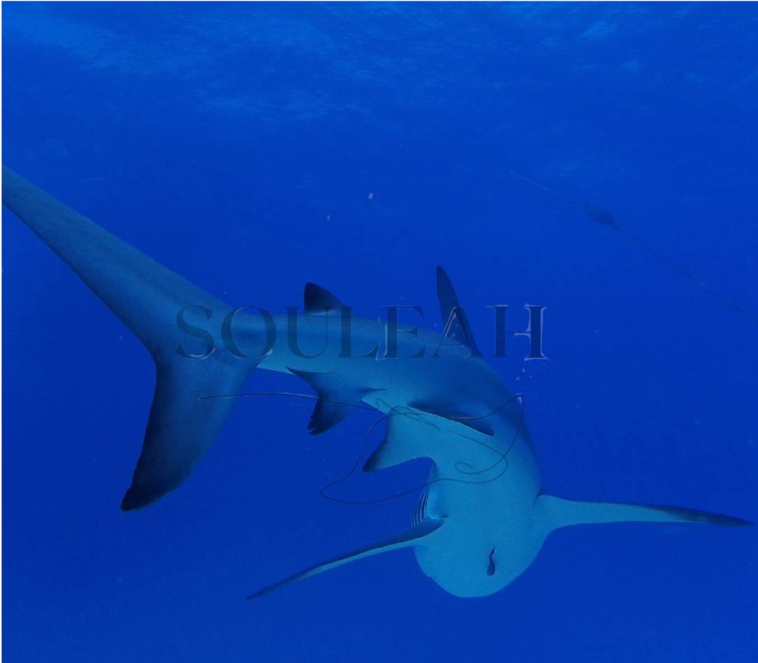 Shark Tail Canvas