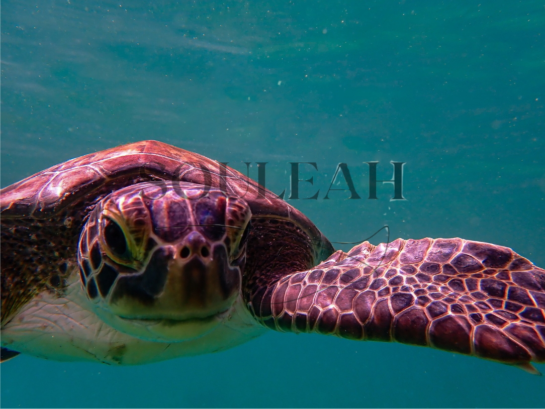 Soul of the Turtle