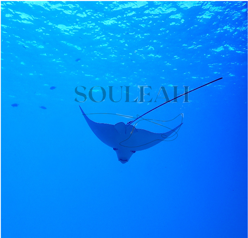 Eagle Ray Dreams