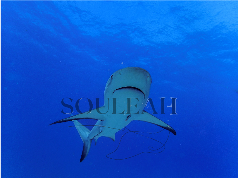 Belly Shark Canvas