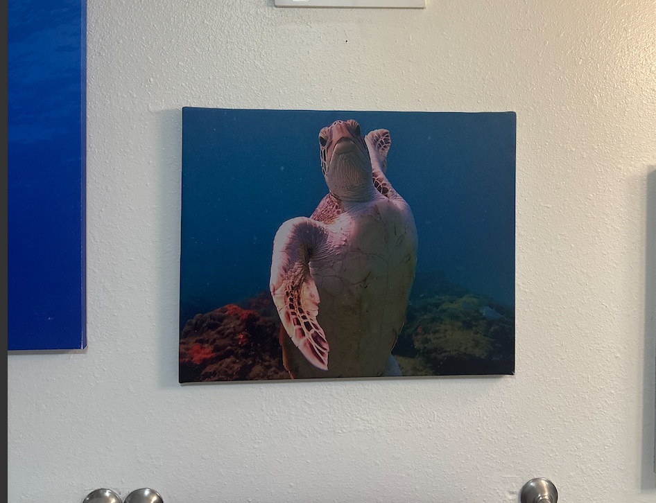 Turtle Dance