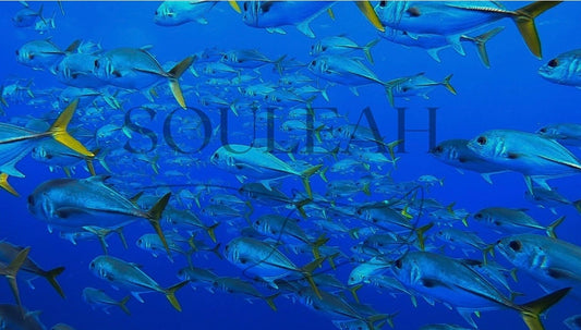 School of Blue
