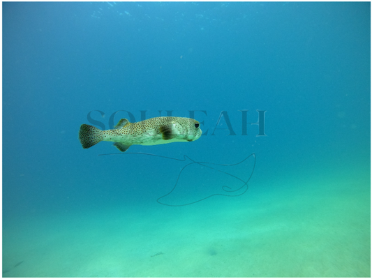 Porcupine Fish