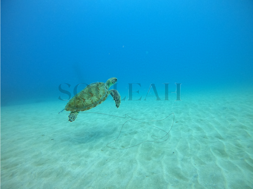 Green Sea Turtle