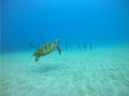 Green Sea Turtle