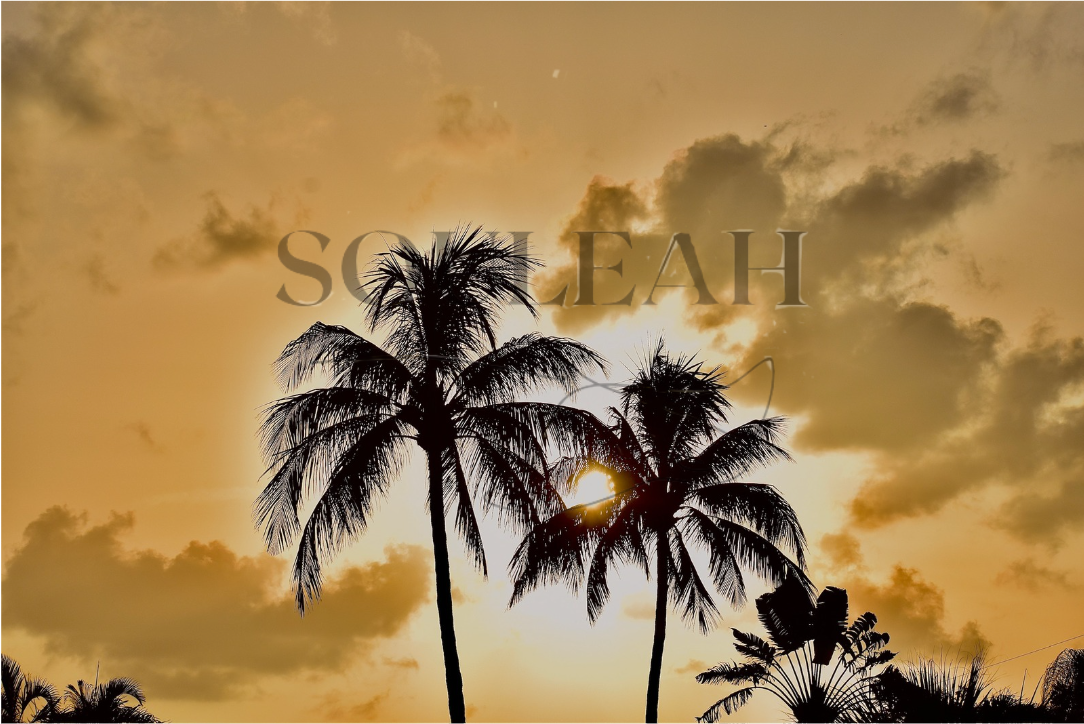 Palm Sunset