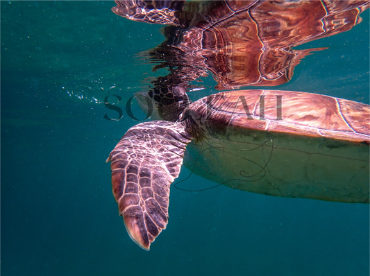 Breath of Fresh Air Turtle Canvas