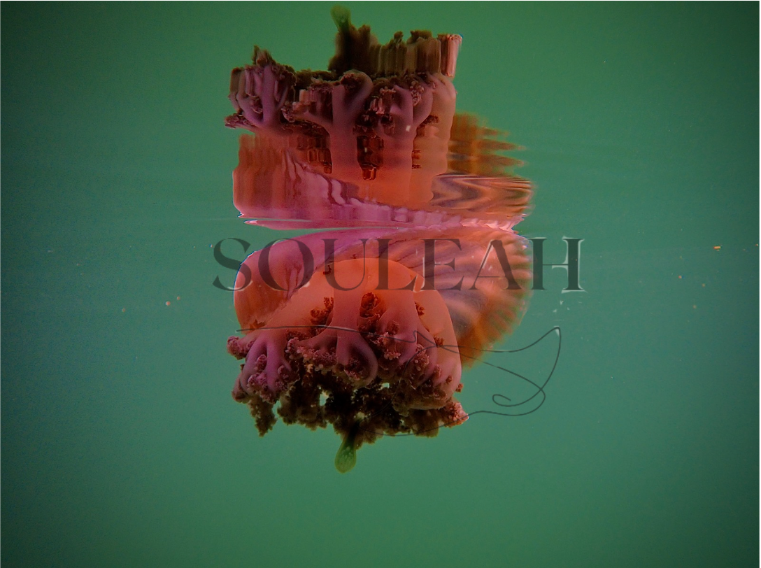 Jellyfish Canvas
