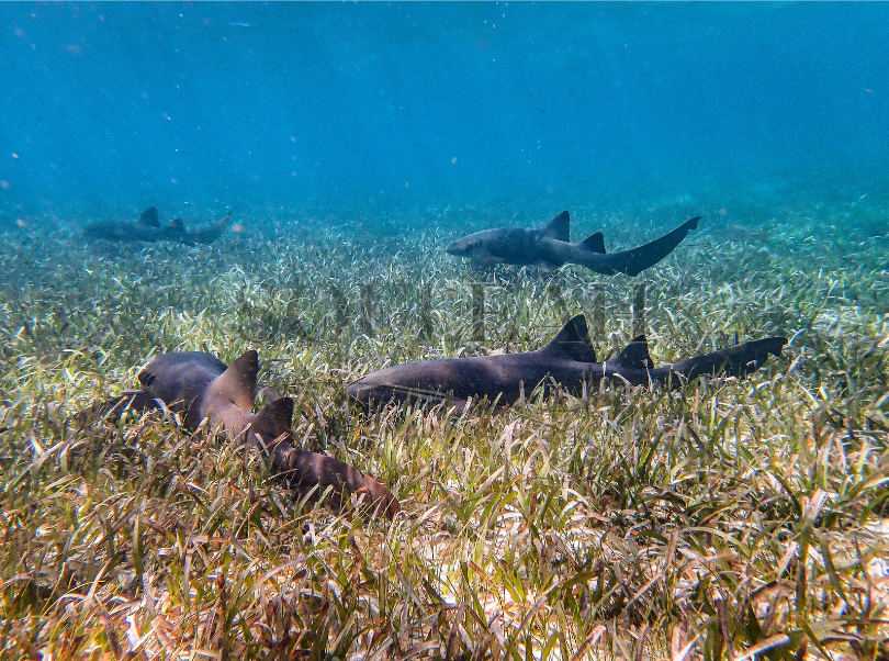 Shark Lagoon