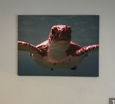 Turtle Canvas