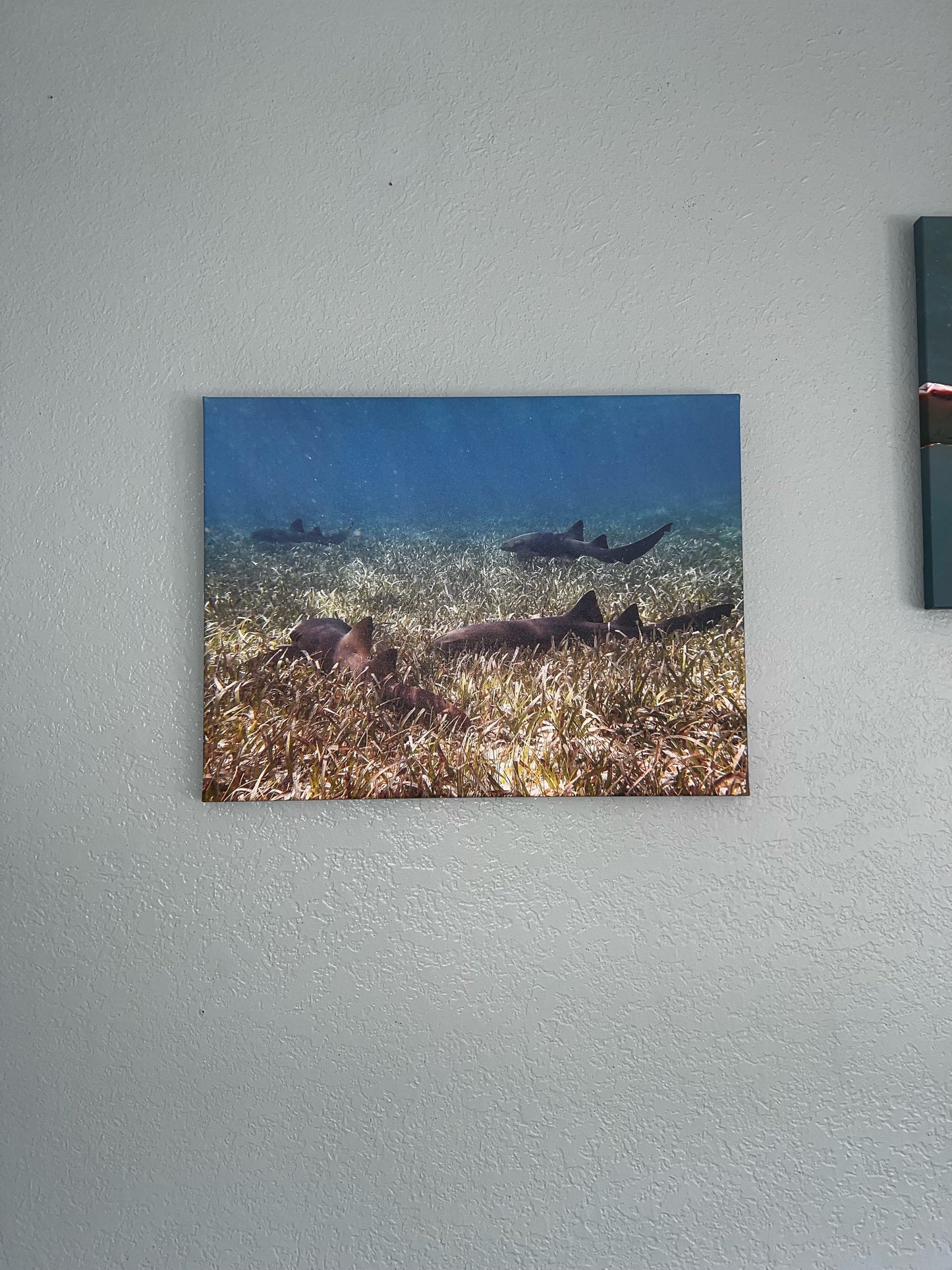 Shark Lagoon
